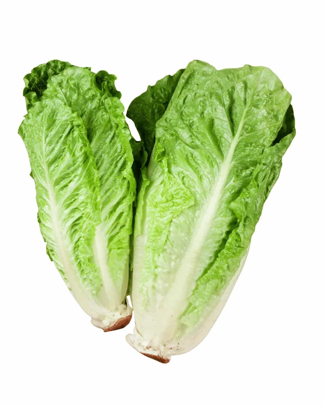 Romaine Lettuce - Shopper Direct